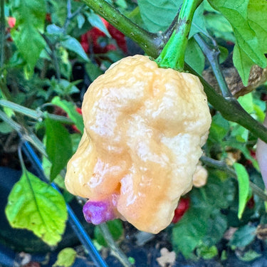 Reaper Sbagliato Purple Peach - Seeds - The Pepper Pantry (Formerly Marie Sharp's)